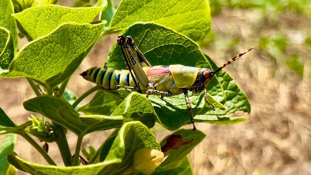 Balancing Pesticides and Pollinators: Fita Limited’s Approach to Sustainable Farming in Rwanda - Fita Ltd