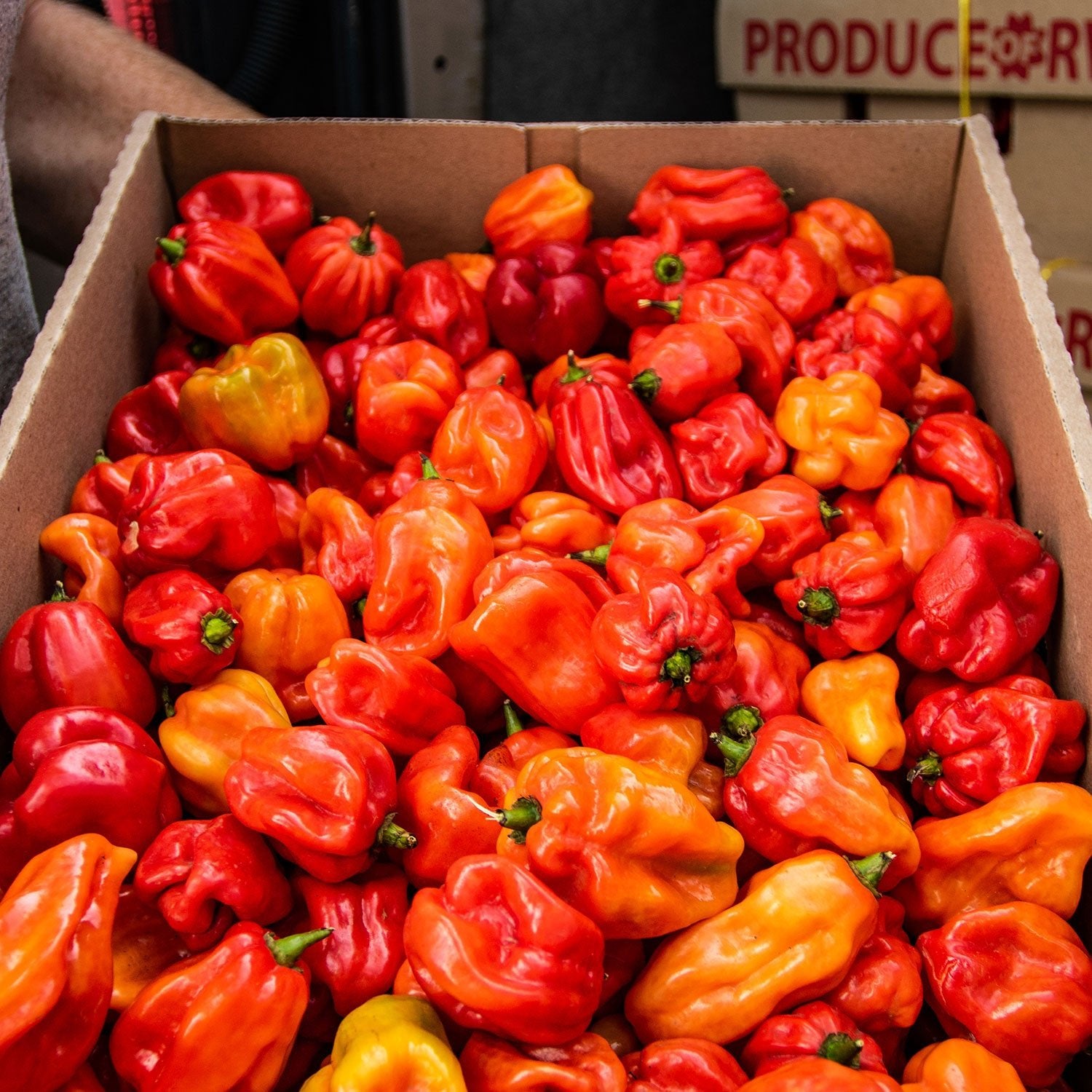Fresh Scotch Bonnet Chilli | 1kg - 1tonne | Fresh From Source - Fita Ltd